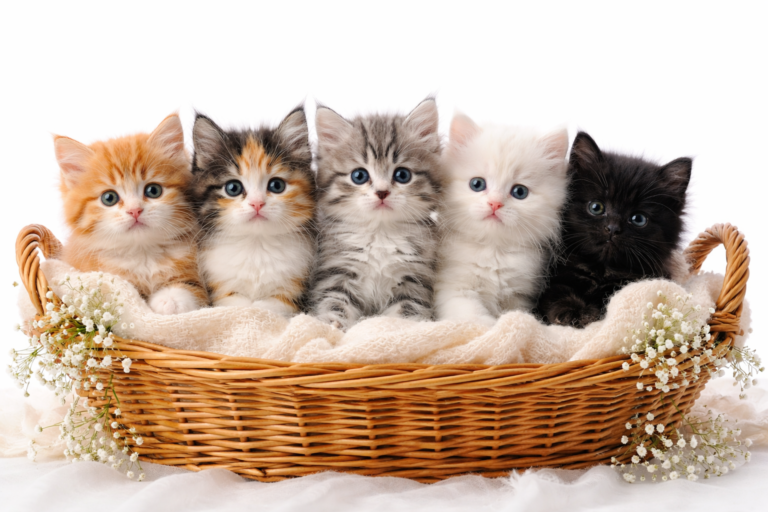 jak działają polisy dla kotów